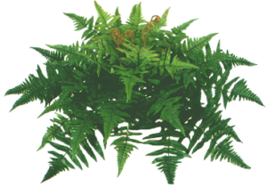 Boston Fern | Plants Alive! Boston Fern: Desk, counter & tabletop for offices, medium indirect light