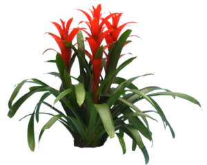 Bromeliad Assortment 1 | Plants Alive! Bromeliad assortment in bloom