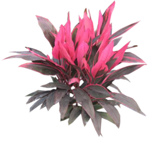 Cordyline | Plants Alive! Cordyline: Floor plants: 24" to 48" for offices, bright indirect light