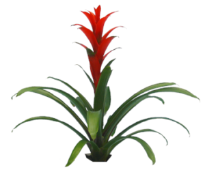 Deep Red Bromeliad | Plants Alive! Deep Red Bromeliad: Desk, counter & tabletop for offices, bright indirect light
