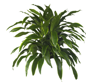 Dracaena Carmen Art | Plants Alive! Dracaena Carmen Art: Floor plants: 24" to 48" for offices, low to medium light