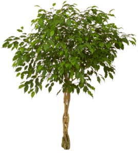 Ficus Tree Braided | Plants Alive! Ficus Tree Braided: Floor plants: over 48" for offices, bright indirect light