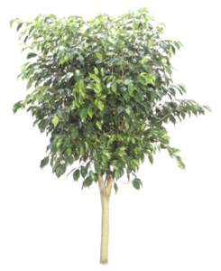 Ficus Tree Standard | Plants Alive! Ficus Tree Standard: Floor plants: over 48" for offices, bright indirect light