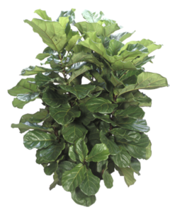 Fiddle Leaf Fig Bush | Plants Alive! Fiddle Leaf Fig Bush: Floor plants: 24" to 48" for offices, bright indirect light
