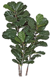 Fiddle Leaf Fig Bush: Large | Plants Alive! Fiddle Leaf Fig Bush: Large: Floor plants: over 48" for offices, bright indirect light