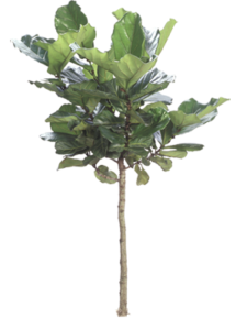 Fiddle Leaf Fig Tree | Plants Alive! Fiddle Leaf Fig Tree: Floor plants: over 48" for offices, bright indirect light