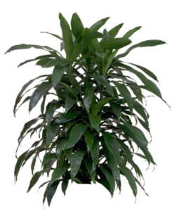 Janet Craig Bush Large | Plants Alive! Janet Craig Bush Large: Floor plants: over 48" for offices, low to medium light