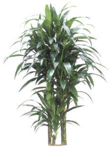 Janet Craig Cane | Plants Alive! Janet Craig Cane: Floor plants: over 48" for offices, low to medium light