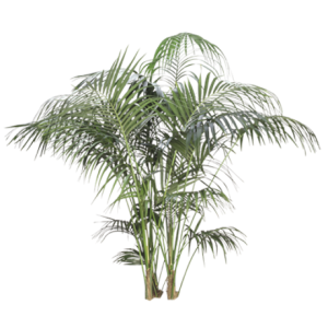 Kentia Palm | Plants Alive! Kentia palm floor plant