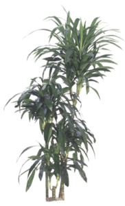 Lisa Cane | Plants Alive! Lisa Cane: Floor plants: over 48" for offices, medium light