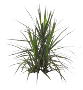 Marginata Bush | Plants Alive! Marginata Bush: Floor plants: 24" to 48" for offices, medium to bright light