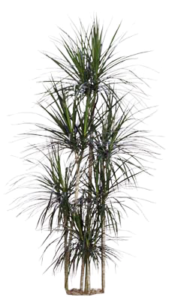 Marginata Cane Staggered | Plants Alive! Marginata Cane Staggered: Floor plants: over 48" for offices, medium to bright light