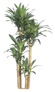 Mass Cane Staggered | Plants Alive! Mass Cane Staggered: Floor plants: over 48" for offices, low to medium light