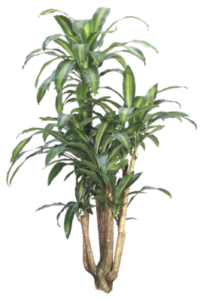 Mass Cane Stump | Plants Alive! Mass Cane Stump: Floor plants: over 48" for offices, low to medium light