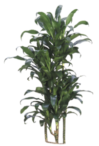 Michiko Cane | Plants Alive! Michiko Cane: Floor plants: over 48" for offices, medium light