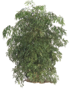 Ming Aralia Bush | Plants Alive! Ming Aralia Bush: Floor plants: 24" and under for offices, bright indirect light