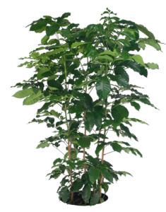 Natal Mahogany | Plants Alive! Natal Mahogany: Floor plants: over 48" for offices, bright indirect light