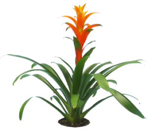 Orange Bromeliad | Plants Alive! Commercial office plant - Orange Bromeliad