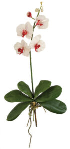 Orchid | Plants Alive! Orchid: Desk, counter & tabletop for offices, bright indirect light