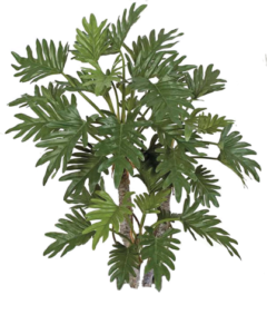 Philodendron Selloum | Plants Alive! Philodendron Selloum: Floor plants: 24" to 48" for offices, low to medium light