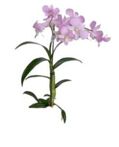 Pink Orchid | Plants Alive! Pink orchid plant for the home