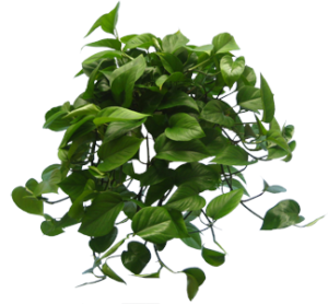 Pothos – Green Jade | Plants Alive! Pothos Green Jade trailing houseplant