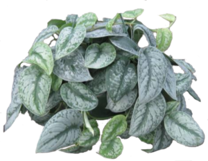 Pothos Satin | Plants Alive! Pothos Satin: Desk, counter & tabletop for offices, low to medium light