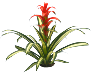 Red Bromeliad | Plants Alive! Red Bromeliad: Desk, counter & tabletop for offices, bright indirect light