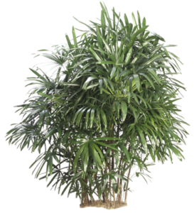Rhapis Palm | Plants Alive! Rhapis Palm: Floor plants: over 48" for offices, low to medium light