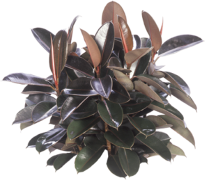 Rubber Plant Bush | Plants Alive! Rubber Plant Bush: Floor plants: 24" to 48" for offices, bright indirect light