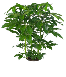 Schefflera Amate Bush | Plants Alive! Schefflera Amate Bush: Floor plants: over 48" for offices, bright indirect light