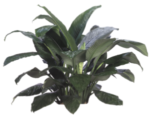Spathiphyllum | Plants Alive! Spathiphyllum: Floor plants: 24" and under for offices, low to medium light