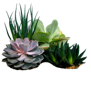 Succulent Assortment | Plants Alive! Succulent assortment for a desk or windowsill