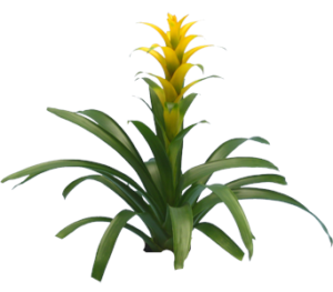 Yellow Bromeliad | Plants Alive! Yellow Bromeliad: Desk, counter & tabletop for offices, bright indirect light