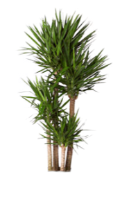 Yucca Cane | Plants Alive! Yucca Cane: Floor plants: over 48" for offices, bright direct light