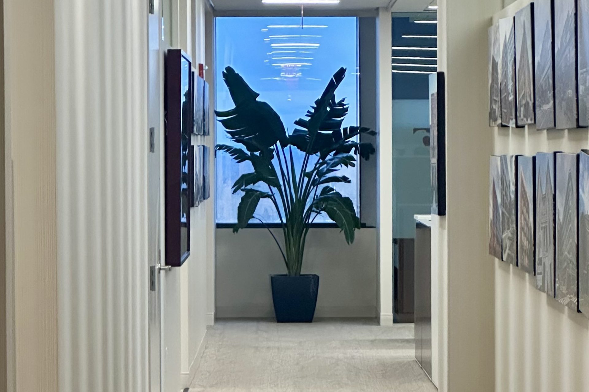 Eagle Bank: Entry hall: office plant installation by Plants Alive, DC metro