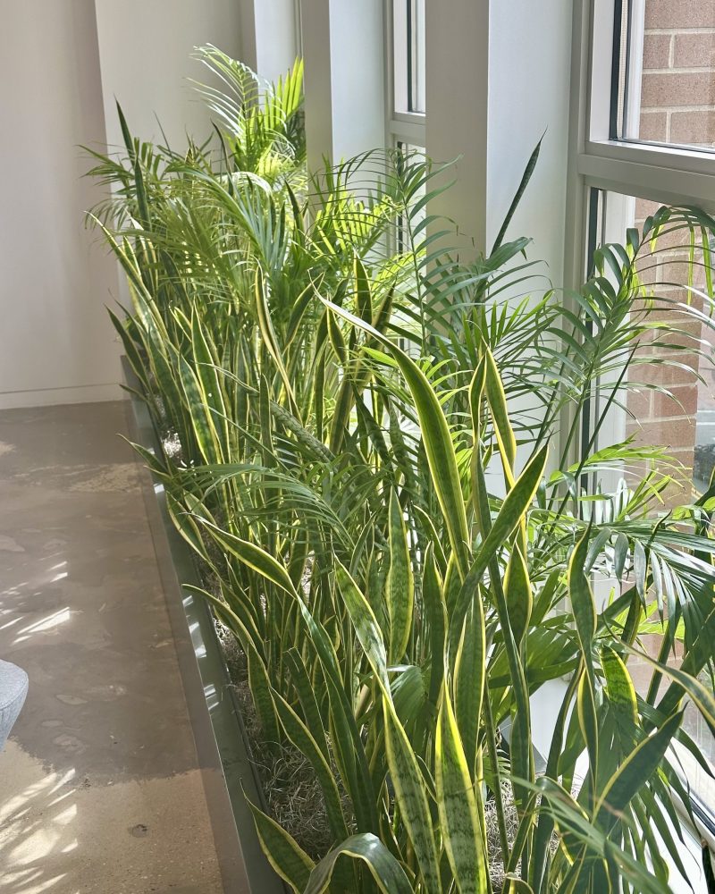 Office window line: Daylight planting: office plant installation by Plants Alive, DC metro