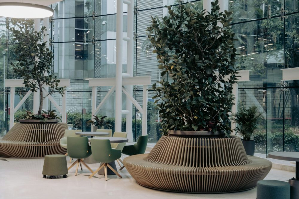 Office atrium with tropical specimen trees | Plants Alive! Bright office atrium with large tropical specimen trees in round planters