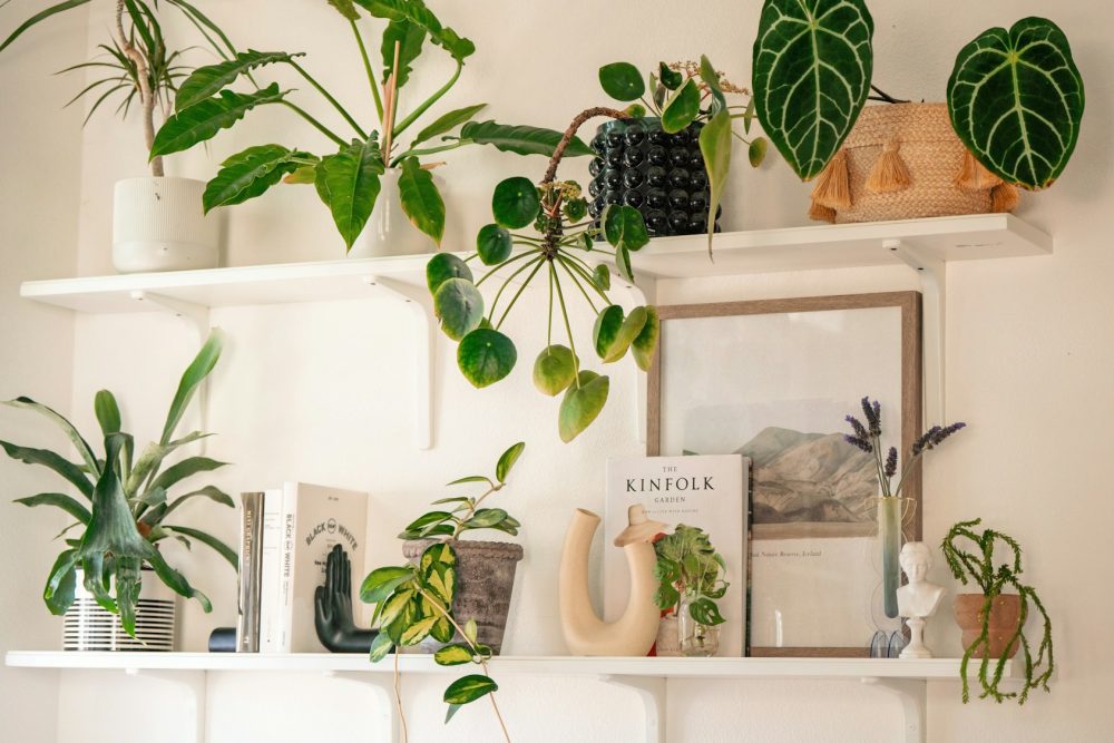 Houseplants on shelves in a home | Plants Alive! Collection of houseplants on white shelves in a sunlit home