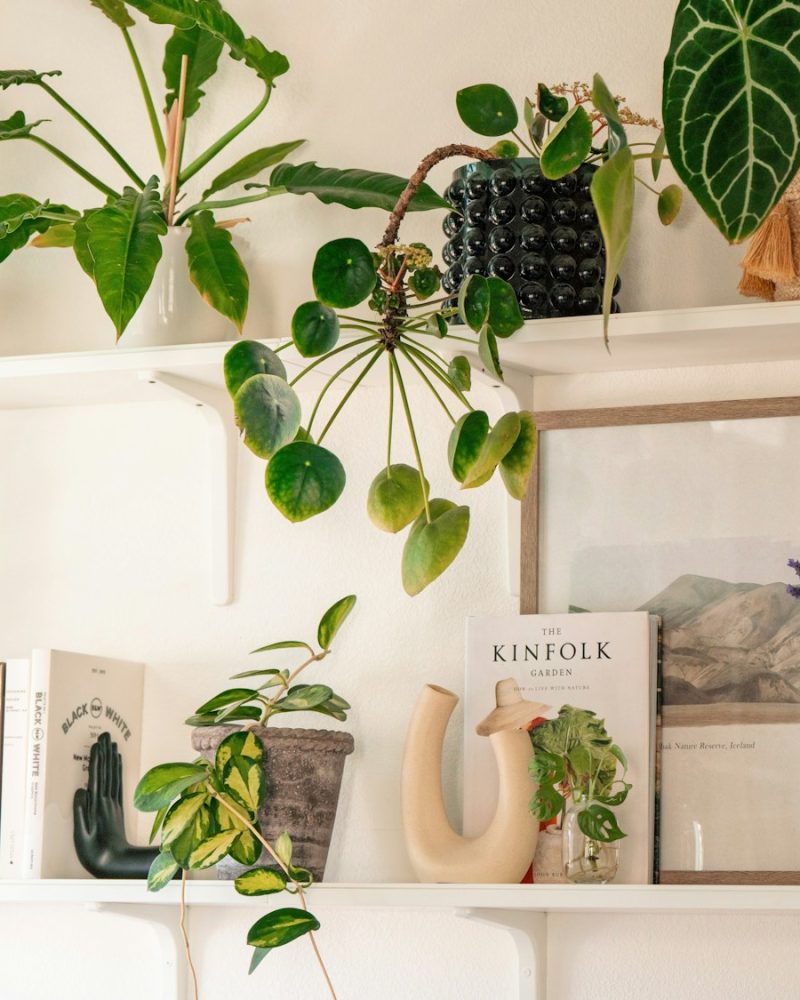 Collection of houseplants on white shelves in a sunlit home